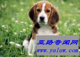 比格猎犬