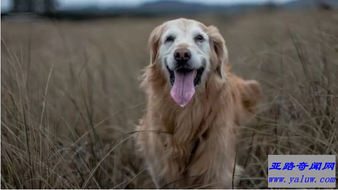 世界十大最容易训练的狗品种：金毛寻回犬