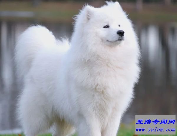 萨摩耶犬 (4000美元至11000美元)