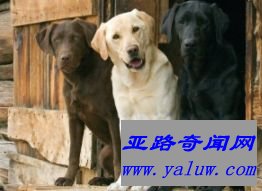 拉布拉多寻回犬