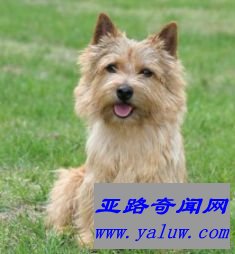 诺里奇梗犬