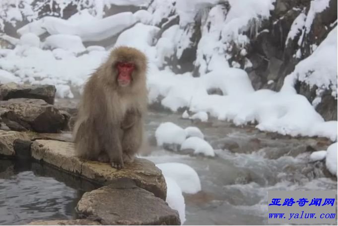 世界上最好的七大温泉：日本长野地狱谷温泉