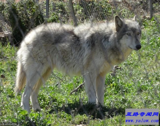 世界十大禁养猛犬之一：狼杂种