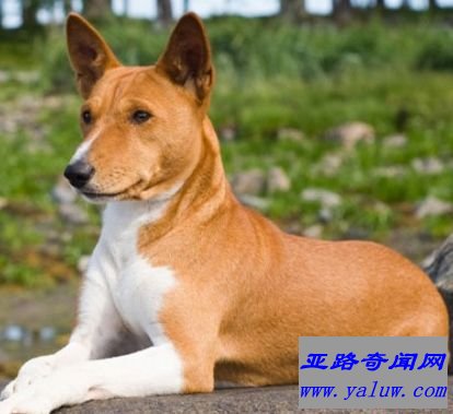 巴仙吉犬