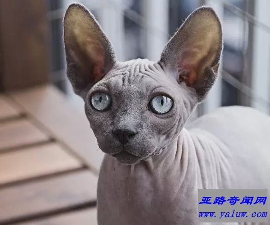 斯芬克斯猫 6磅-12磅