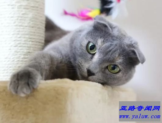 苏格兰折耳猫 9磅-13磅