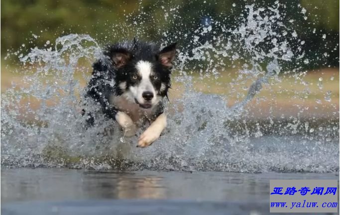 世界十大最容易训练的狗品种：边境牧羊犬