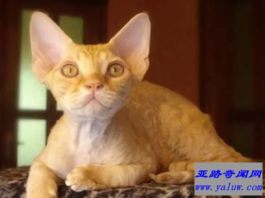 德文力克斯猫 5磅-10磅