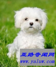 马尔济斯犬