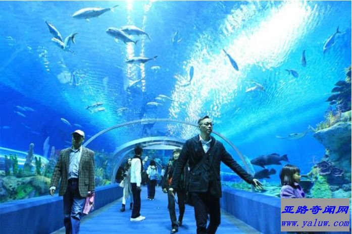 世界十大最有趣的娱乐场：日本冲绳-冲绳美丽海水族馆