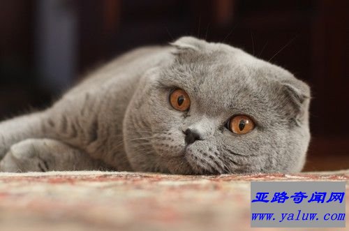 苏格兰折耳猫