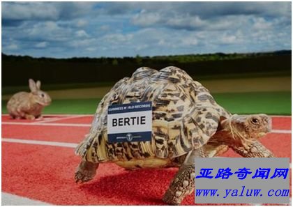 世界上爬行最快的乌龟 Bertie