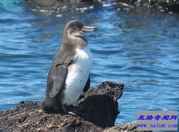 加拉帕戈斯企鹅