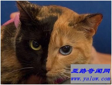 双面猫维纳斯