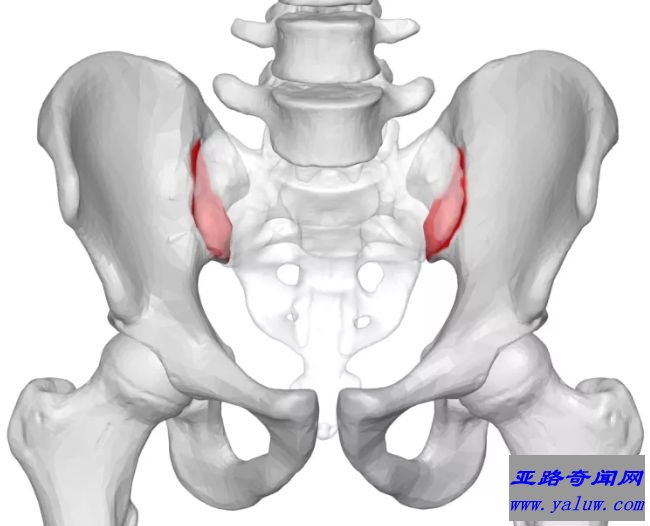 女性生孩子时骨盆骨会变化