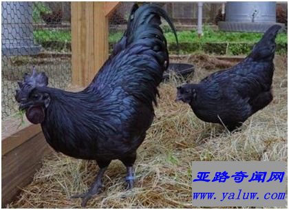  Ayam Cemani纯黑鸡