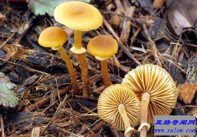 Conocybe Filaris