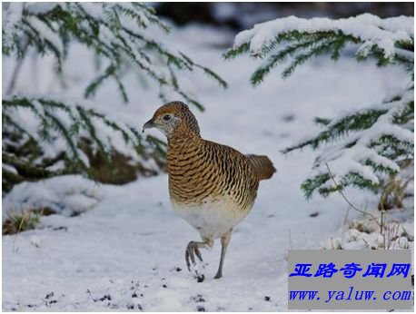 雪鸡