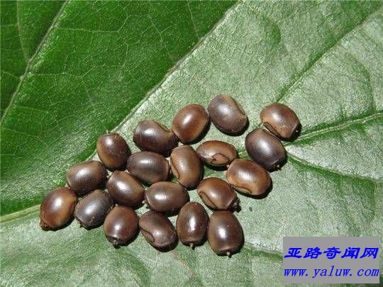 世界最大昆虫 中国巨型竹节虫首产卵成功孵化