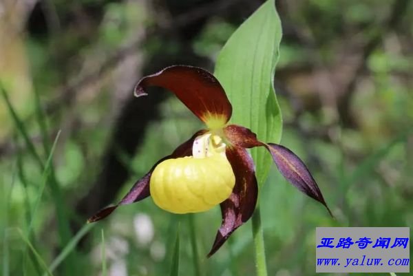 Yellow and Purple Lady Slippers