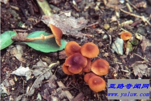 Conocybe filaris