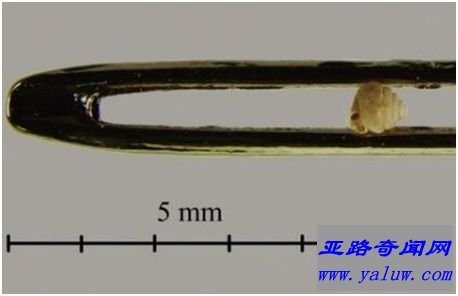 蜗牛与针孔大小比较