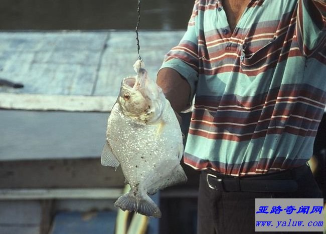 食人鱼