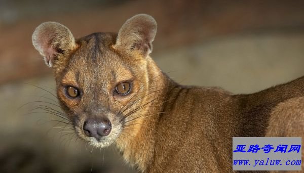 Fossa