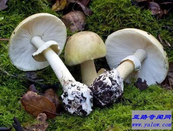 世界上最毒的蘑菇 外貌人畜无害毒性却无药可救