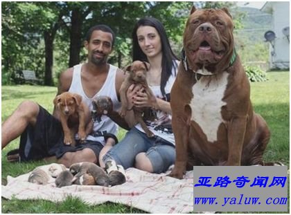 世界最大斗牛犬——斗牛犬浩克