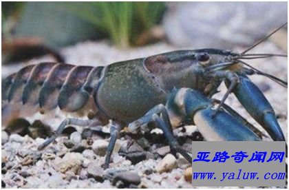 龙虾Cherax pulcher