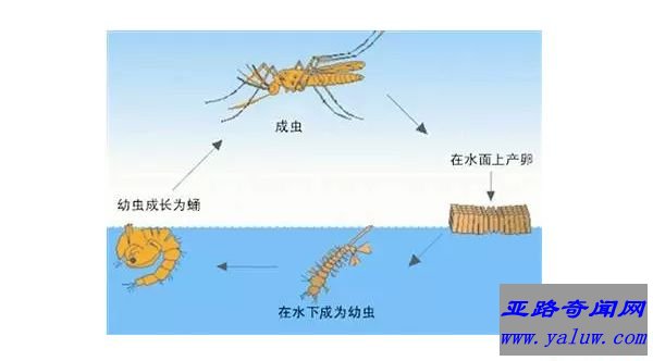 蚊子的产卵能力