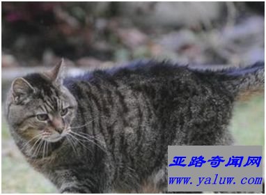 世界上最长寿的猫——露西