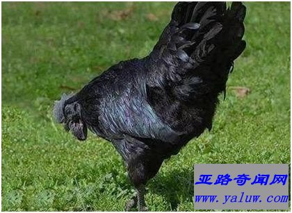  Ayam Cemani纯黑鸡