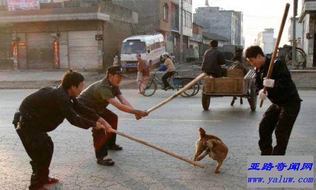 世界上最难治的传染病 几乎必死的狂犬病 别让你的宠物成为杀人凶手