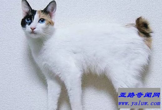 日本短尾猫