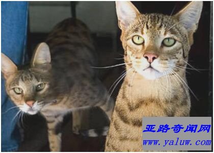 阿什拉猫