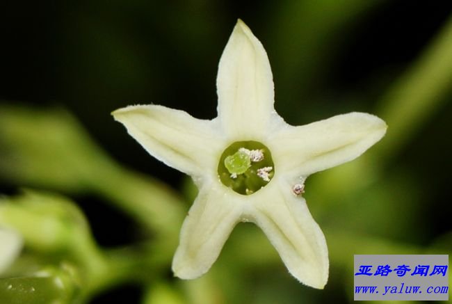 夜晚盛开的茉莉花