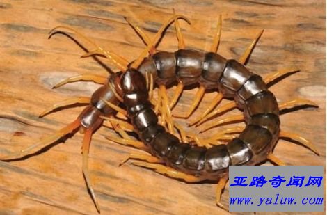 Scolopendra Cataracta蜈蚣