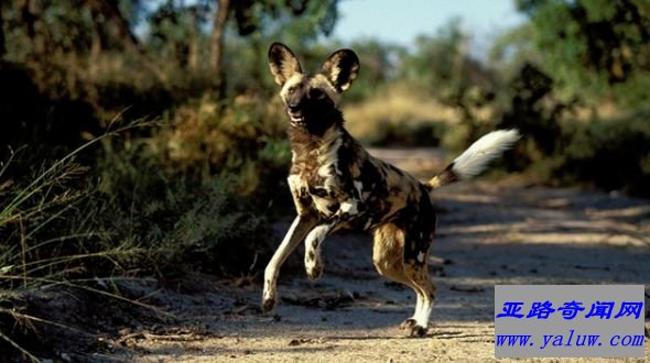 非洲野犬