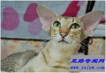 东方短毛猫