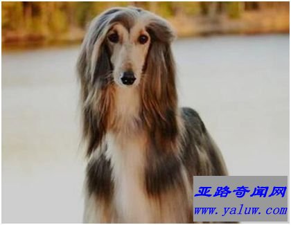 阿富汗猎犬