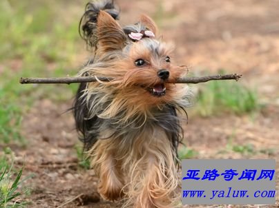 约克夏梗犬