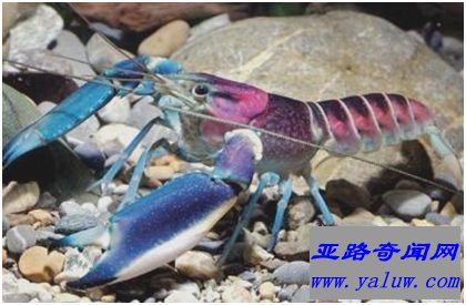 龙虾Cherax pulcher