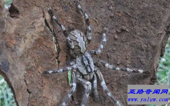 Poecilotheria Rajaei