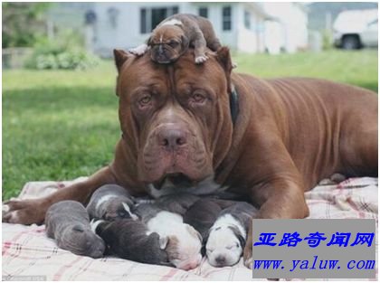 世界最大斗牛犬——斗牛犬浩克