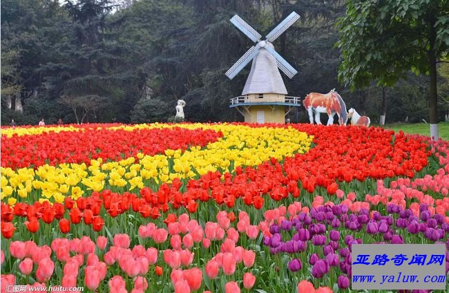 郁金香花海