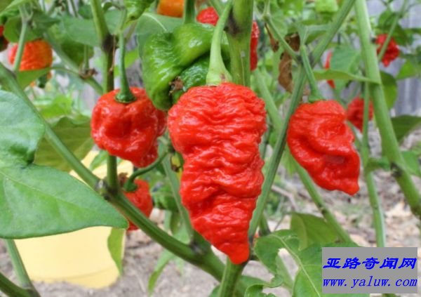 7 Pot Red