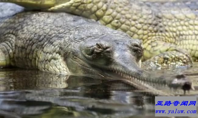 Gharials