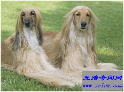 阿富汗猎犬